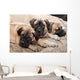 bullmastiff puppy 88 Wall Mural