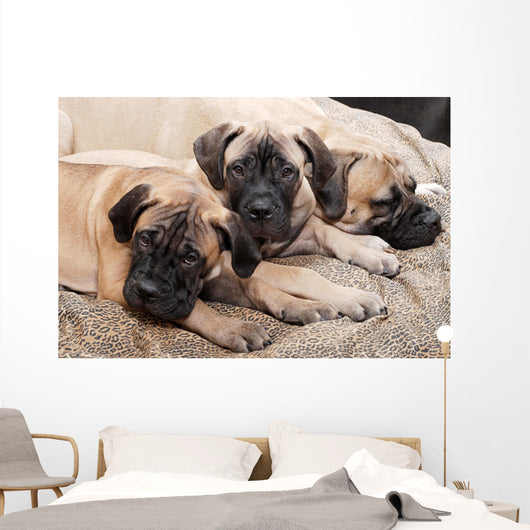 bullmastiff puppy 88 Wall Mural