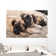 bullmastiff puppy 88 Wall Mural