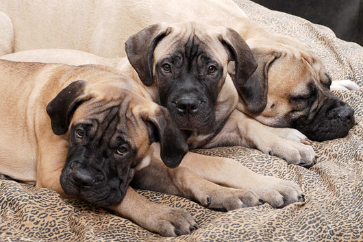 bullmastiff puppy 88 Wall Mural
