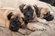 bullmastiff puppy 88 Wall Mural