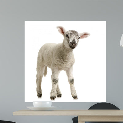 Lamb Wall Decal shown on a wall