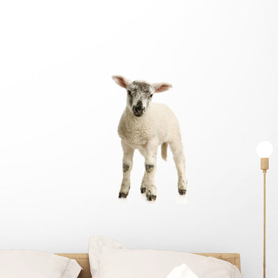 Agneau Wall Decal shown on a wall