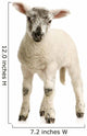 agneau Wall Decal
