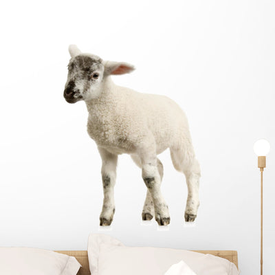 Lamb Wall Decal shown on a wall