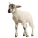 Lamb Wall Decal