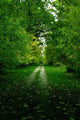 Chemin Vert Wall Decal