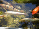 Group Fishes Wall Mural
