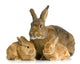 Lapine Et Ses Lapereaux Wall Decal