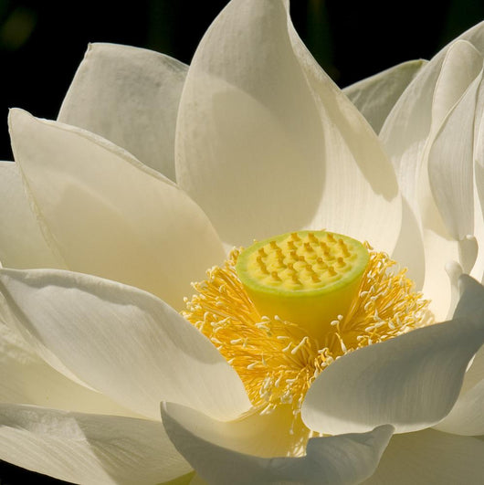 Lotus White Wall Decal