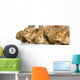 Group of Young Rabbits Wall Mural