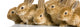 Group of Young Rabbits Wall Mural