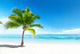 palm and sea Wall Mural