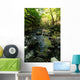 Woodland Stream