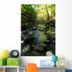Woodland Stream