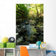 Woodland Stream