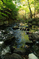 Woodland Stream