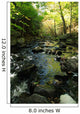 Woodland Stream
