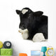 Veal