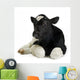 Veau Wall Decal