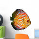 Red Tropical Symphysodon Discus Fish Wall Decal