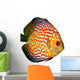 Red Tropical Symphysodon Discus Fish Wall Decal