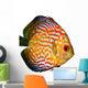 Red Tropical Symphysodon Discus Fish Wall Decal