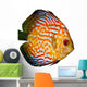 Red Tropical Symphysodon Discus Fish Wall Decal