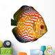 Red Tropical Symphysodon Discus Fish Wall Decal