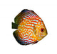 Red Tropical Symphysodon Discus Fish Wall Decal