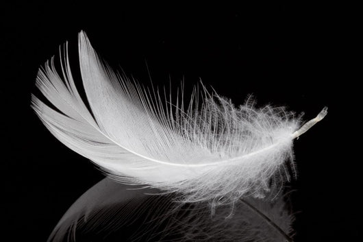 Feather