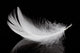 Feather