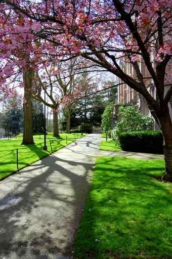 University Campus Wall Decal