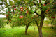 Apple Trees with Red