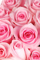 Beautiful Roses