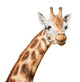 Giraffe Head Sly Winking Wall Decal