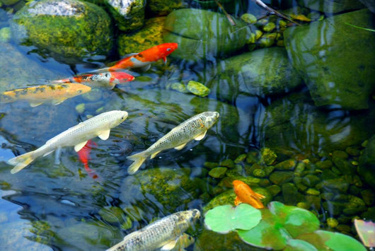Koi Pond Wall Mural
