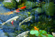 Koi Pond Wall Mural