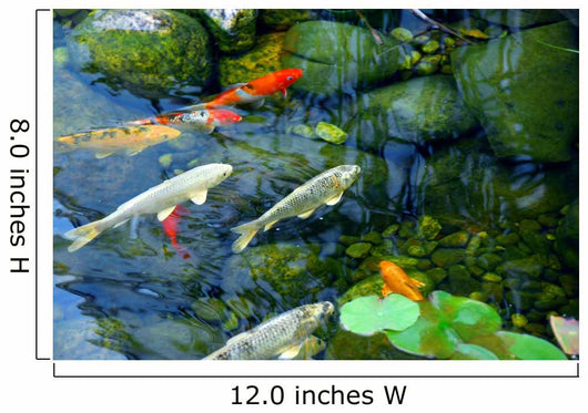 Koi Pond Wall Mural