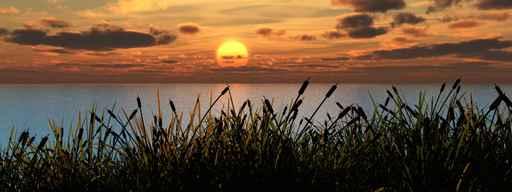 Reeds Sunset Wall Decal