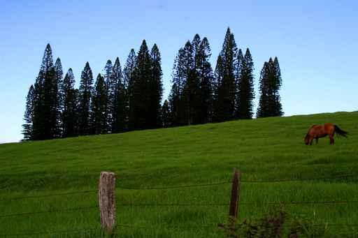 Rural Landscape with Horse Wall Decal