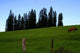 Rural Landscape with Horse Wall Decal