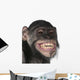 Close-up of Mixed-Breed monkey between Chimpanzee and Bonobo Wall Mural