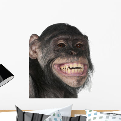 Close-up Mixed-breed Monkey between Wall Mural shown on a wall