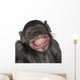 Close-Up of Mixed-Breed Monkey Wall Decal