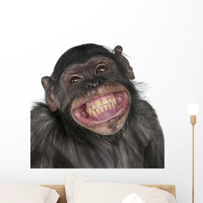 Close-up Mixed-breed Monkey Wall Decal shown on a wall