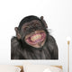 Close-Up of Mixed-Breed Monkey Wall Decal