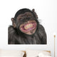 Close-Up of Mixed-Breed Monkey Wall Decal
