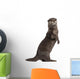 Oriental Small-clawed Otter Amblonyx