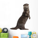 Oriental Small-clawed Otter Amblonyx